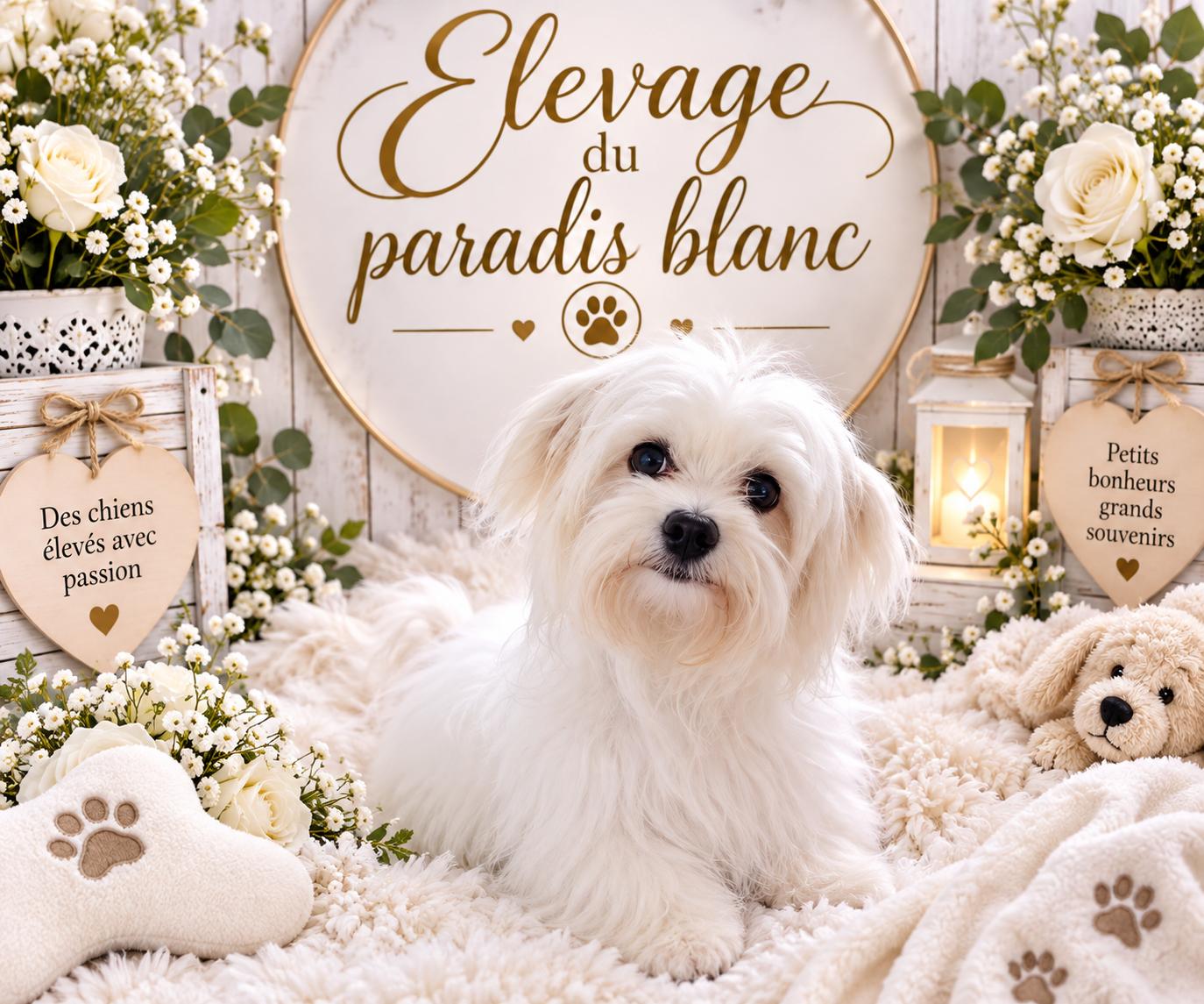 Chiots Bichons Maltais