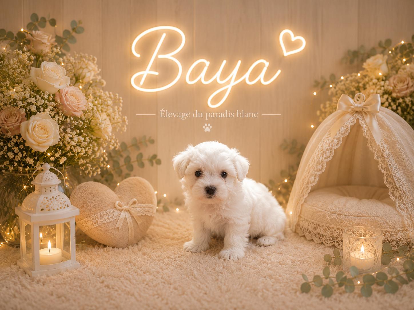 Bichon blanc dans un jardin