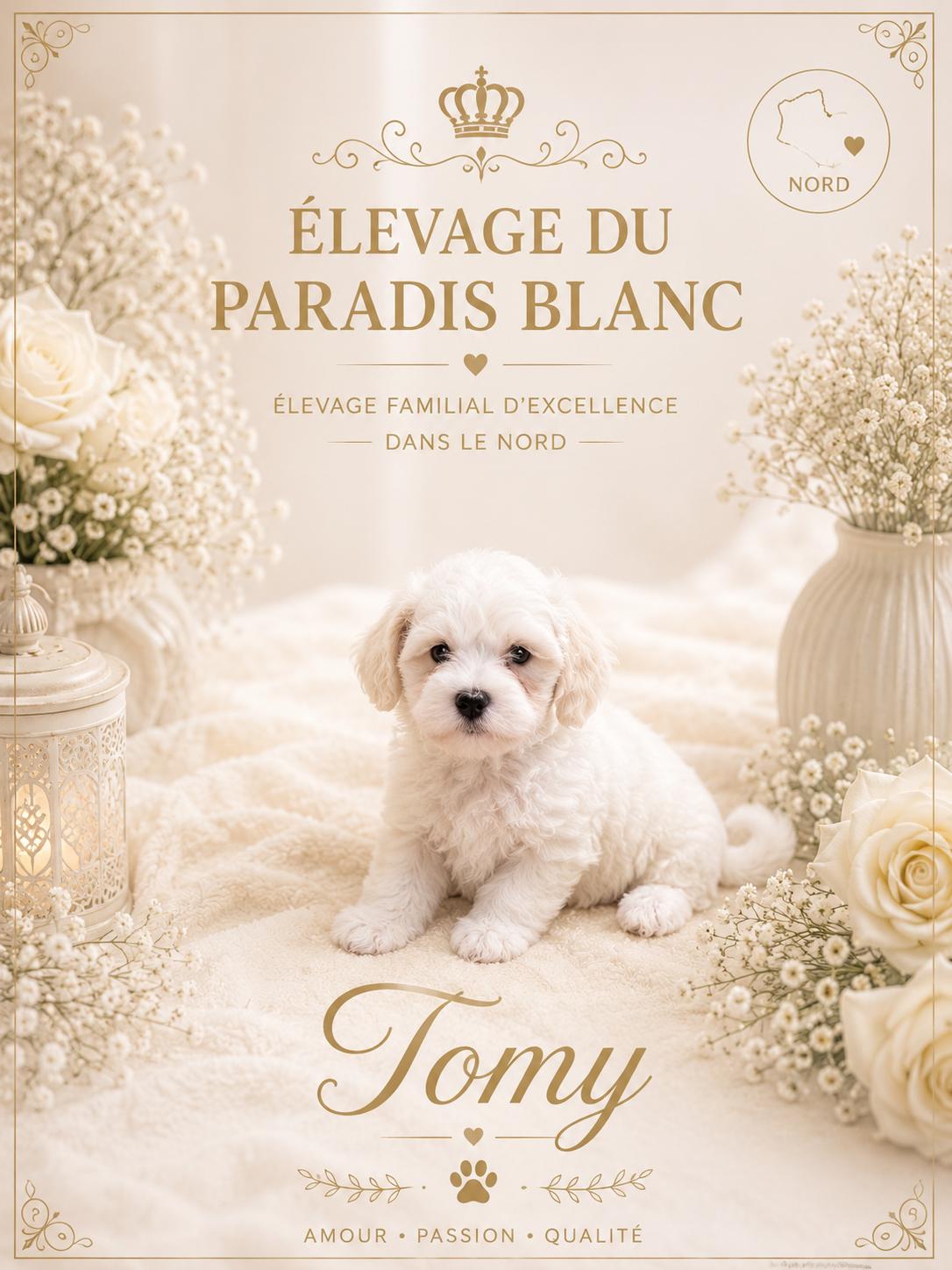 Chiot Bichon Maltais disponible