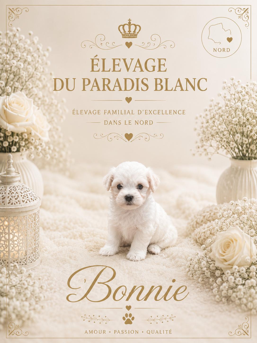 Chiot Bichon Maltais disponible
